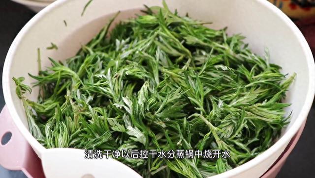 艾叶可以做什么茶，带你们见识艾叶茶制作流程