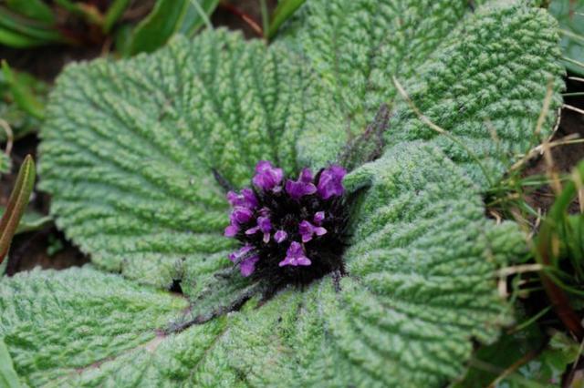 石蕊是什么，石蕊是什么意思（你有秋裤羽绒服）