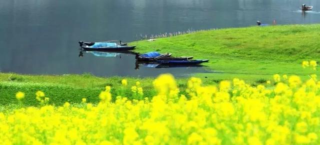 油菜花开的季节，适合家庭室内养的花与绿植（2019年全国油菜花开放时间表）