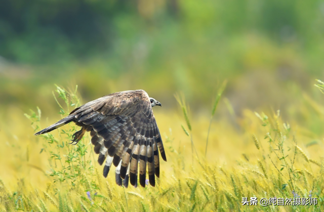 关于蜂鹰介绍，蜂鸟是老鹰的克星吗（中国46种鹰科之一）