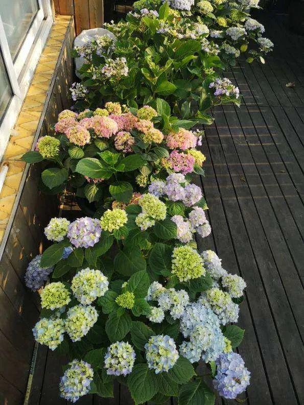 鸟尾花的繁育管理，鸟尾花 花期（30种耐阴花）