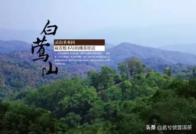 白莺山黑条子是什么类茶，白莺红是什么茶（普洱茶的收藏与价值之名山茶临沧茶区—白莺山）