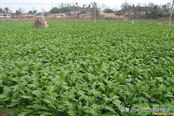 冬天蔬菜有哪些品种，口感佳抗寒性好的11种蔬菜推荐
