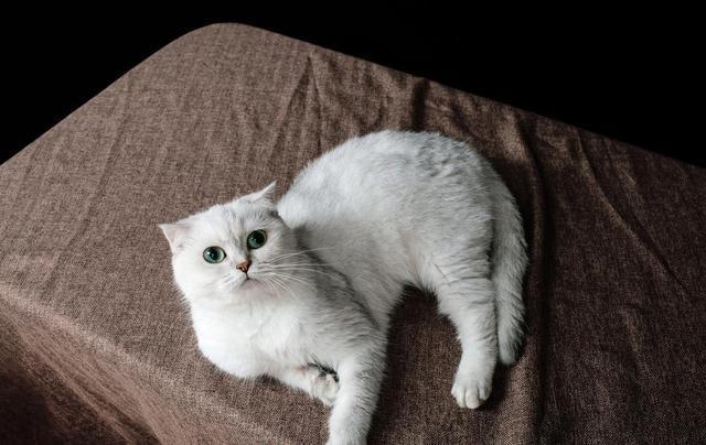 猫一窝能生几只，猫一年生几窝（猫咪生了5只小猫）