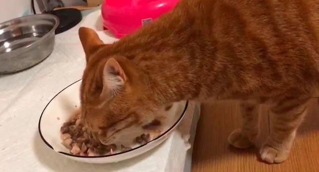 怎么解决猫咪挑食的问题，改善挑食，是一场人猫拉锯战