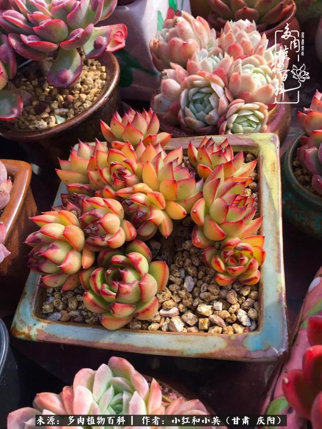 姐妹情深的句子，姐妹情深的句子简短（赏娇媚多肉，忆姐妹情深）