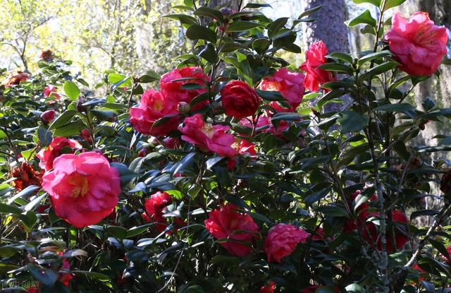 红色山茶花花语，常见100种花卉（山茶花是别在两个城市的徽章）