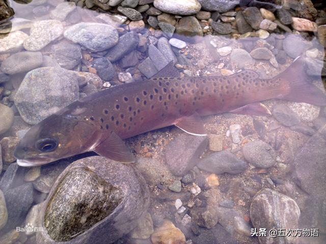 对于好吃的鱼,民间素有"三花五罗十八子"之说,"三花五罗"所指何物有定