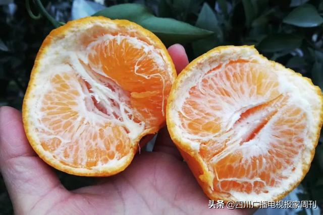耙耙柑什么人不能吃，耙耙柑不能吃吗（好吃还不上火）