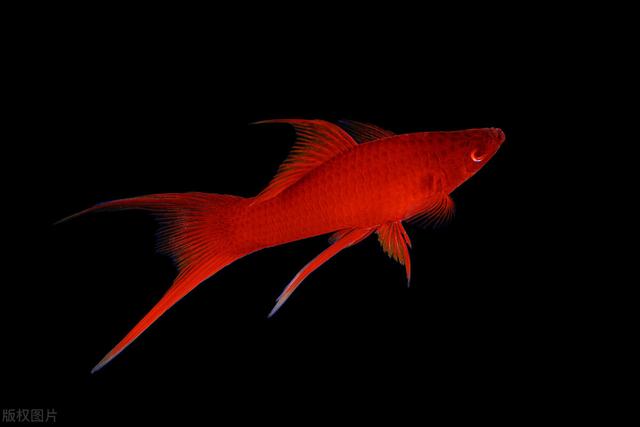 对对红的养殖方法和注意事项，对红怎么养,对红的养殖方法和注意事项（要学会创造条件）