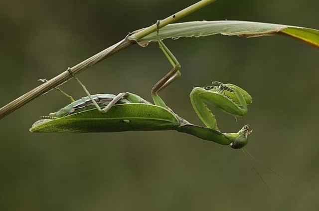 螳螂是什么类型的生物，螳螂的种类是什么（昆虫界的那些恐怖瞬间）