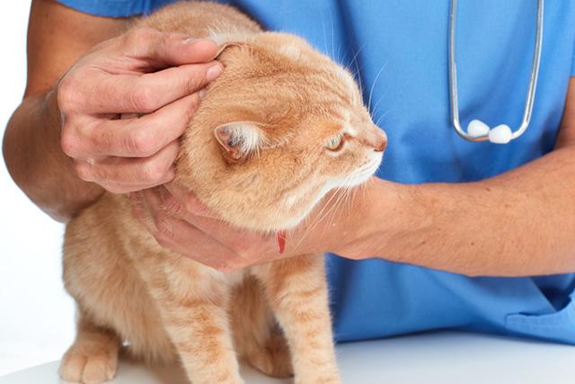 猫胰腺炎的症状及治疗，猫慢性胰腺炎的症状及治疗（猫咪肚子疼是吃坏东西）