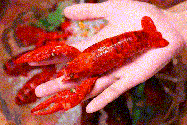 小龙虾哪里可以吃，小龙虾哪些部位可以吃（中国人吃小龙虾地图）