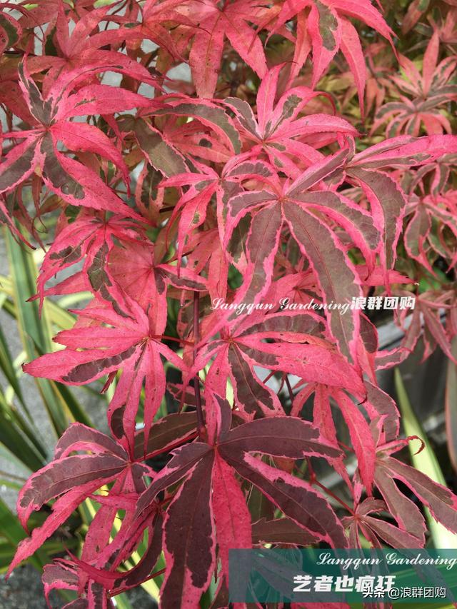 什么样的枫树填空。，什么的枫树填空词语二年级（增添了花园四季色彩之美）