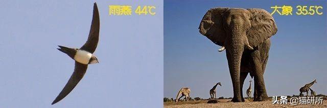 猫正常体温(猫咪发烧摸哪个部位最明显)