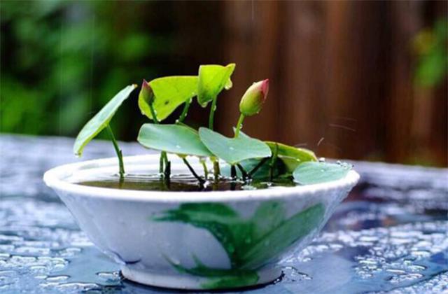 无土水培碗莲发芽后怎么养，无土水培碗莲的种植方法和注意事项（情况换水避免腐烂）