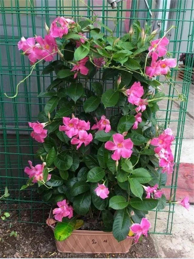 SuSu:一起种草莓来吗，微信头像，SuSu:一起种草莓来吗?【杂图】（花芽蹭蹭长满盆）