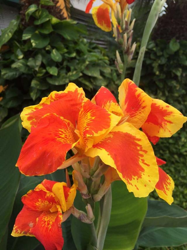 美人蕉(美人蕉简介,买点块茎就可以轻松繁殖培育美人蕉