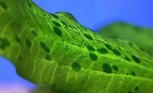 关于藻类（化石介绍，藻类化石值钱吗（19种常见藻类照片和解决方法）