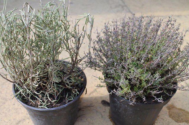 迷迭花花语，迷迭香的花语勿忘我（为啥我经常修剪还能长成灌木丛）