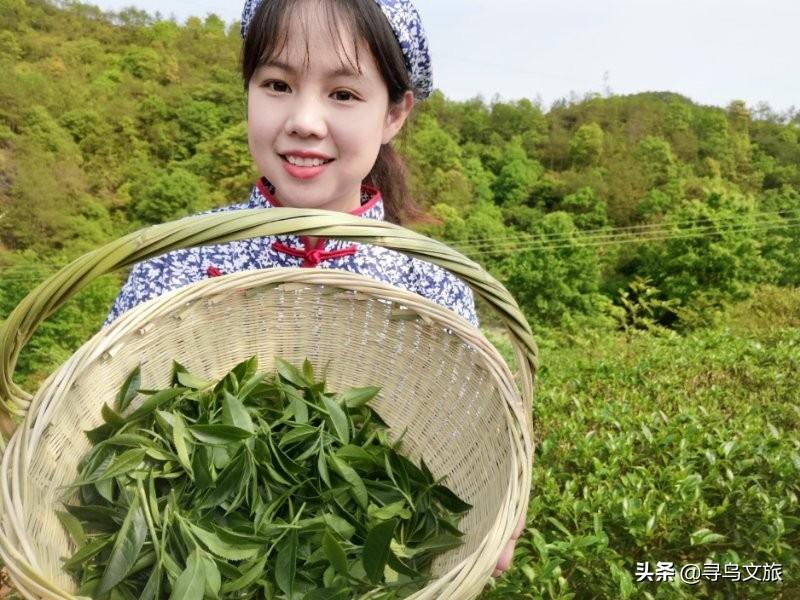 梅占茶的保健功效，梅占茶是什么茶（来一场寻茶之旅）