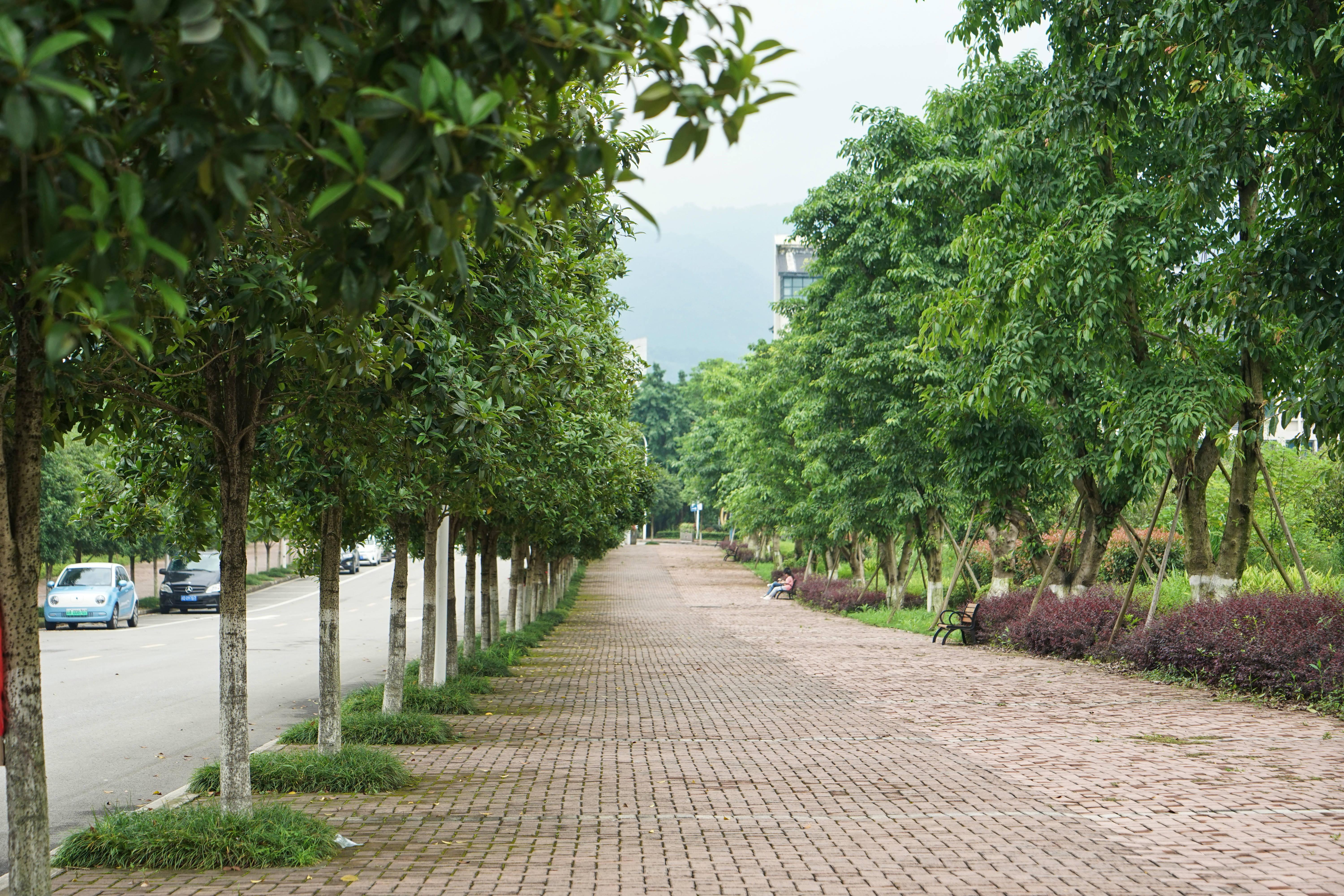 重庆大学城湿地公园图片