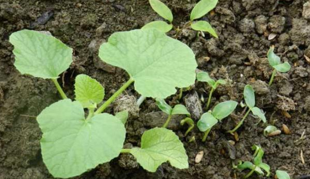 哈密瓜种植时间和方法，哈密瓜怎样种植（在家种''哈密瓜''）