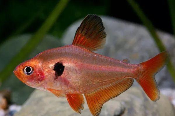 2,四种具有攻击性的小型观赏鱼,最后一种,可以直接吞食小鱼