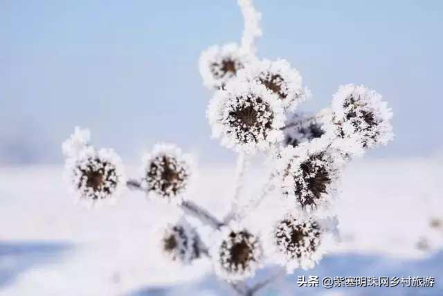 雾凇岛什么时候有雾凇，吉林省吉林市雾凇岛什么时候有雾凇（能看到雾凇的几率就是这么大）