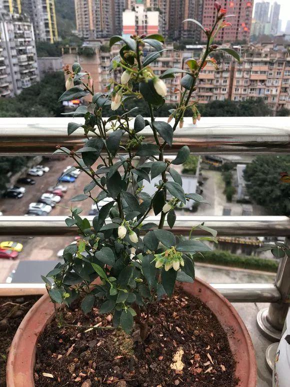 霸王花是火龙果的花吗，昙花、霸王花、火龙果花和令箭荷花的区别（奶奶把一根枝插土里）