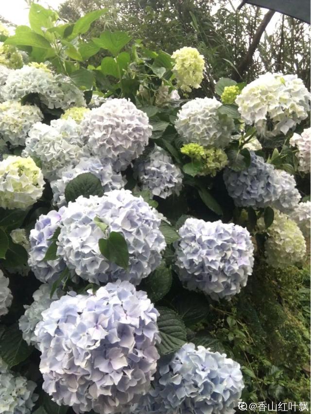 30种适合懒人养的花夏季，蹭蹭疯长、爆盆