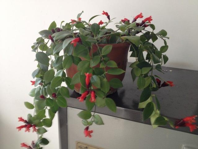 口红吊兰，这种植物别名“口红吊兰”（口红吊兰一年开几次花）