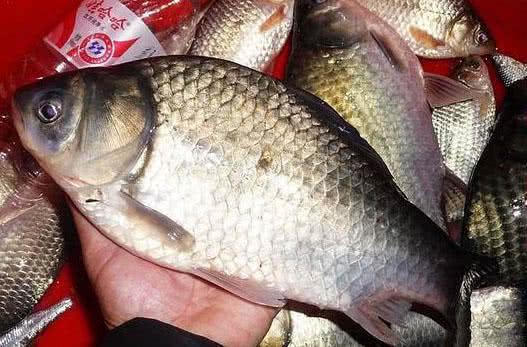 7种常见的鲫鱼品种，最好的鲫鱼是什么品种（这种头短体肥的白鲫）