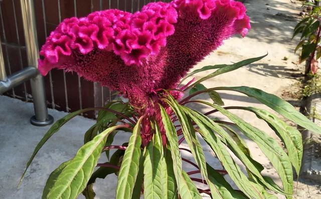 鸡冠花什么时候开，鸡冠花什么时候开花（鸡冠花什么时候开花一天之内）