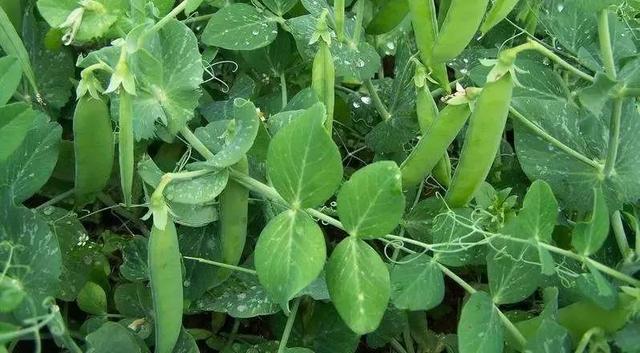 幼儿画画教程儿童画基础入门，儿童学画画入门教程（原来儿童线描可以这样画）