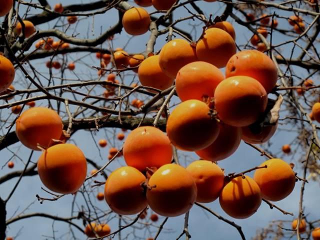 怎么晒柿子干，怎么晒柿子干好吃（老一辈的方法真好）