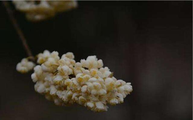 十三个国家的国花，十三个国家的国花是什么（有些没见过）