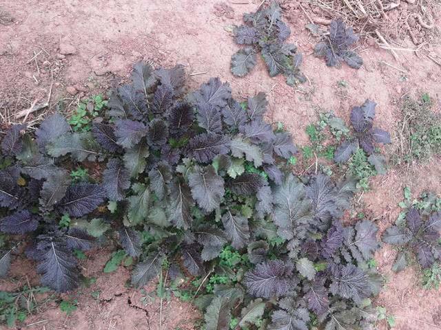 腊菜腌制方法，油菜田边的一种野菜
