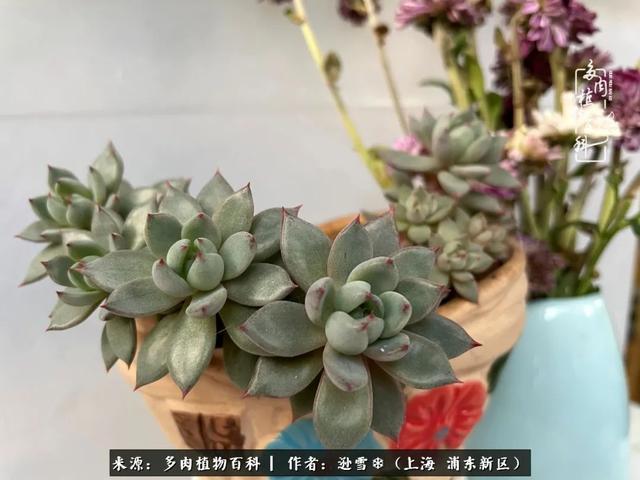 多肉植物图片，感恩相遇，余生相互关照（若绿多肉植物图片）