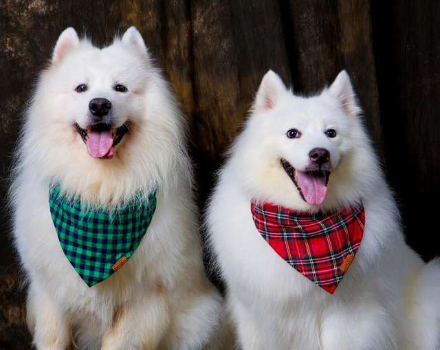 博美冬天掉毛是正常现象的吗，博美夏天掉毛正常吗（掉毛厉害的常见宠物犬）