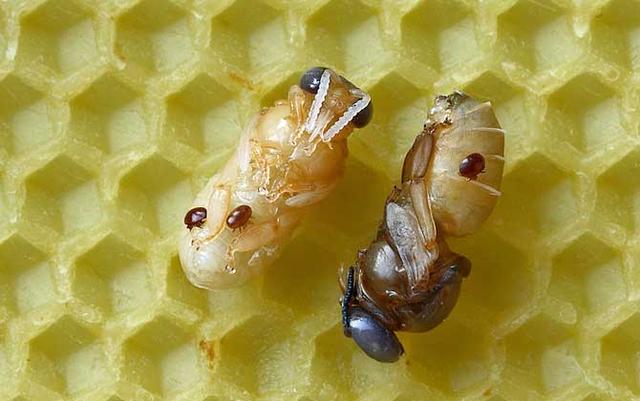 蜂蛹的功效与作用，蜂蛹的作用与功效是什么（蜂蛹的功效与作用及食用方法最新蜂蛹价格多少钱一斤）