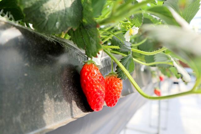 新手吸草莓的正确方法，新手吸烟的正确方法是什么（第一次去无土栽培的草莓园）