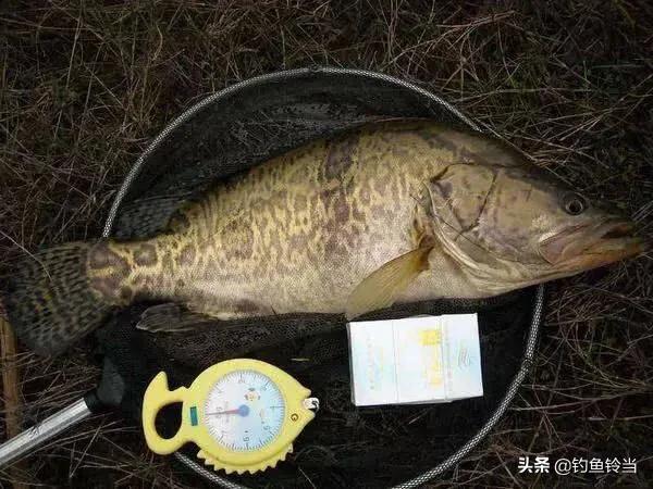 松花江鳜鱼无奈更名“桂鱼”：一字之差背后的生态与市场博弈