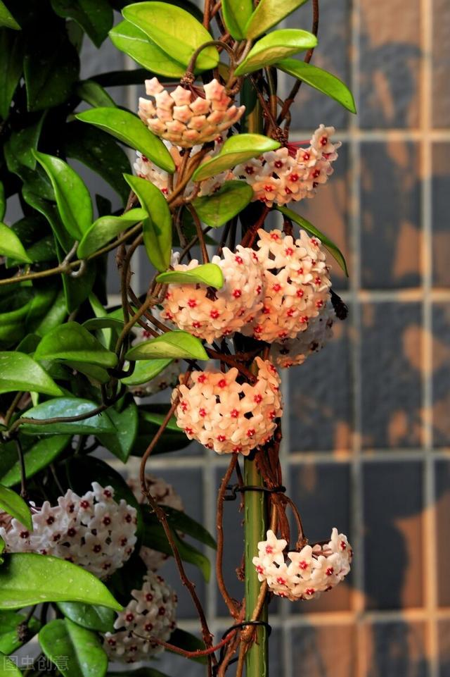 球兰花扦插方法,球兰花扦插多少天生根(球兰开始进入花芽分化期)