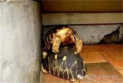乌龟怎么交配，图解母龟交配的秘密