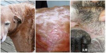 狗狗9种皮肤病图片，狗皮肤病图片（狗皮肤病怎么治疗用什么药）
