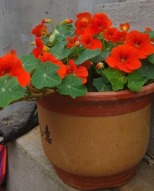 旱荷花一年四季能开花吗，​这1种花可爬藤