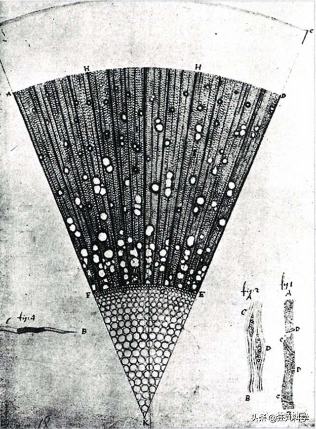 列文虎克是什么梗，你是列文虎克吗（为什么眼神好的人都叫列文虎克）