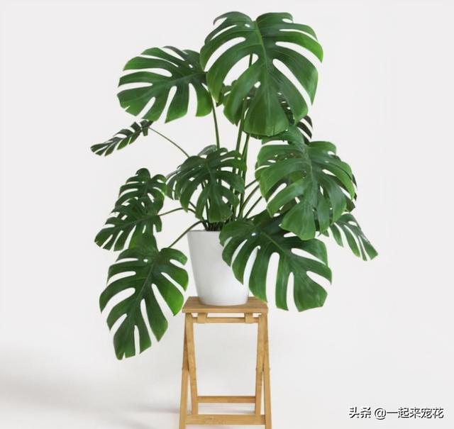 龟背竹图片，新手养龟背竹有“3忌”（龟背竹的养殖方法）