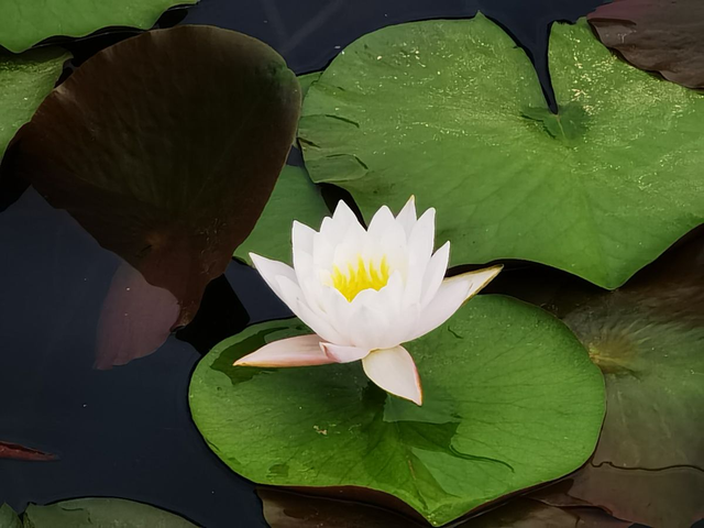 水培花哪些好看好养，5种适合水培的植物